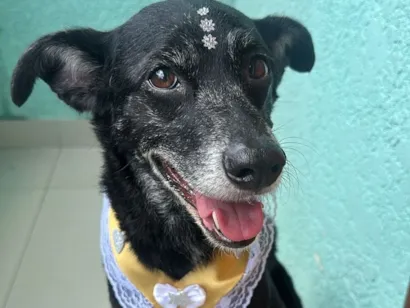 Cachorro raça SRD-ViraLata idade 6 ou mais anos nome Pérola 