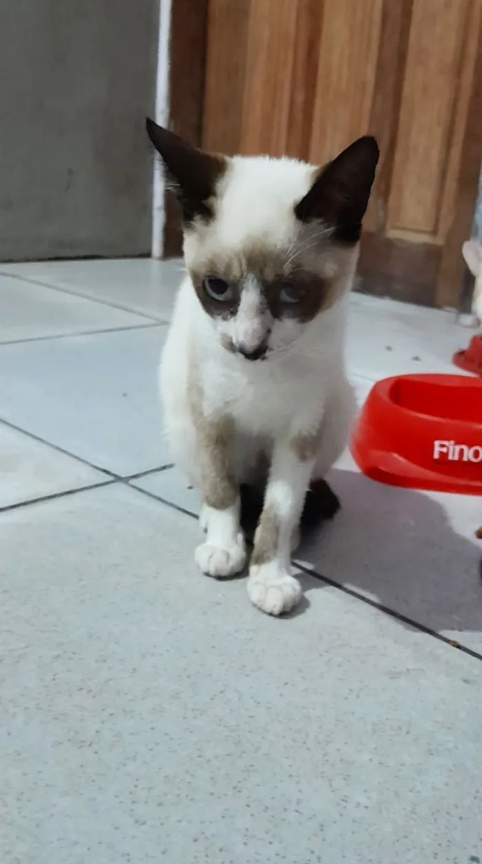 Gato raça Siamês idade 2 a 6 meses nome Malu