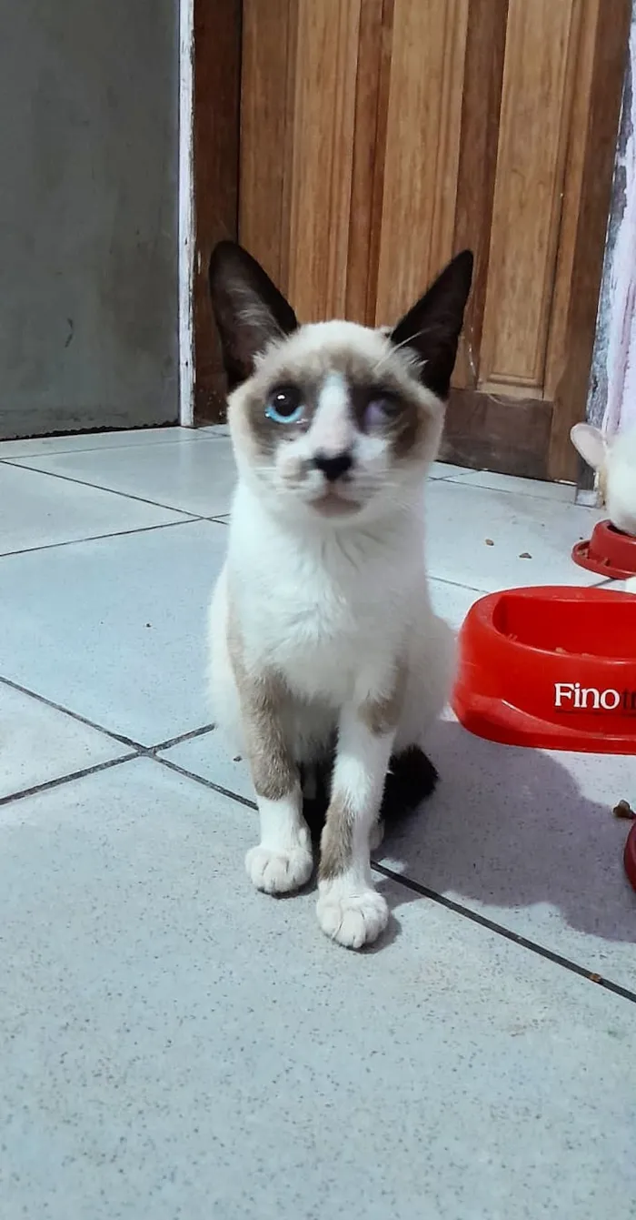 Gato raça Siamês idade 2 a 6 meses nome Malu