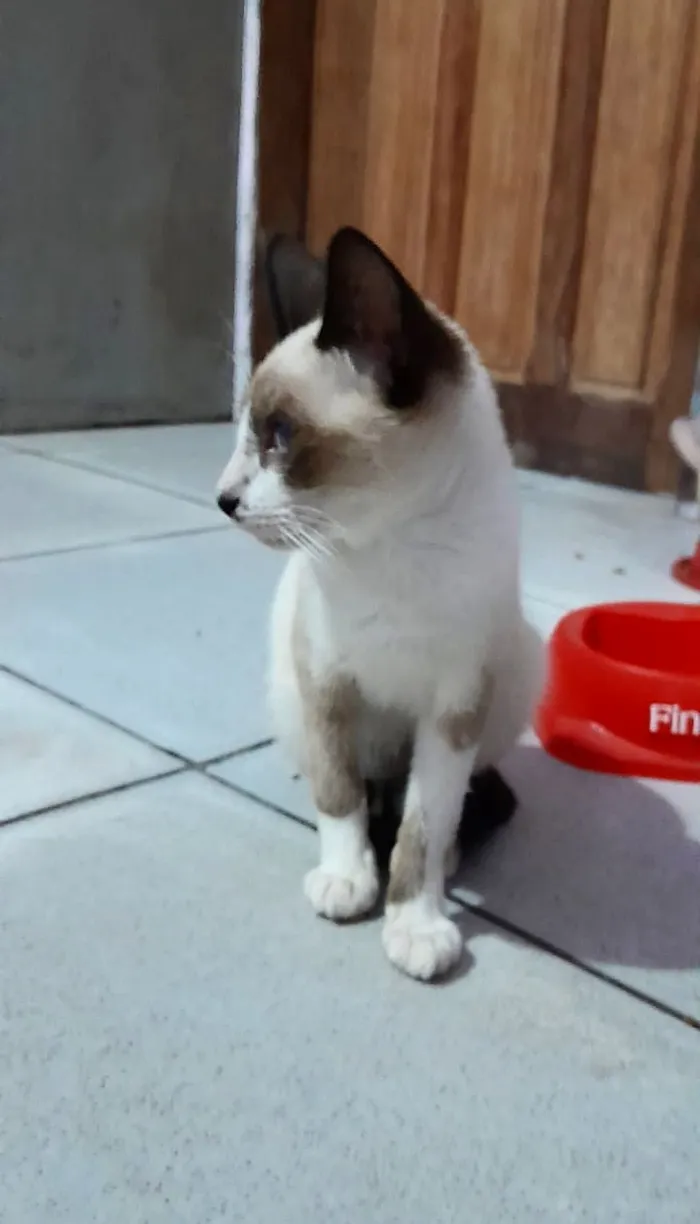 Gato raça Siamês idade 2 a 6 meses nome Malu
