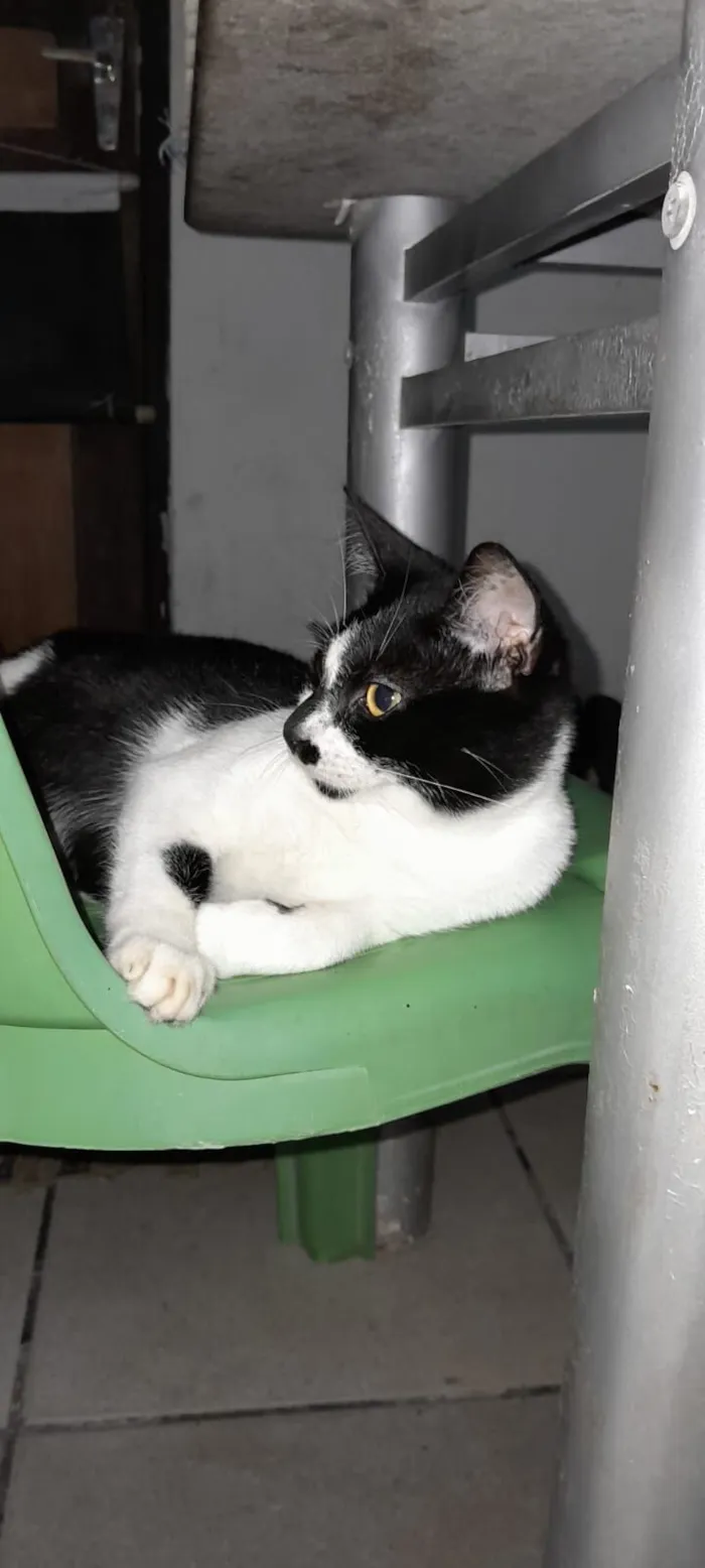 Gato raça SRD-ViraLata idade 7 a 11 meses nome Pretinha