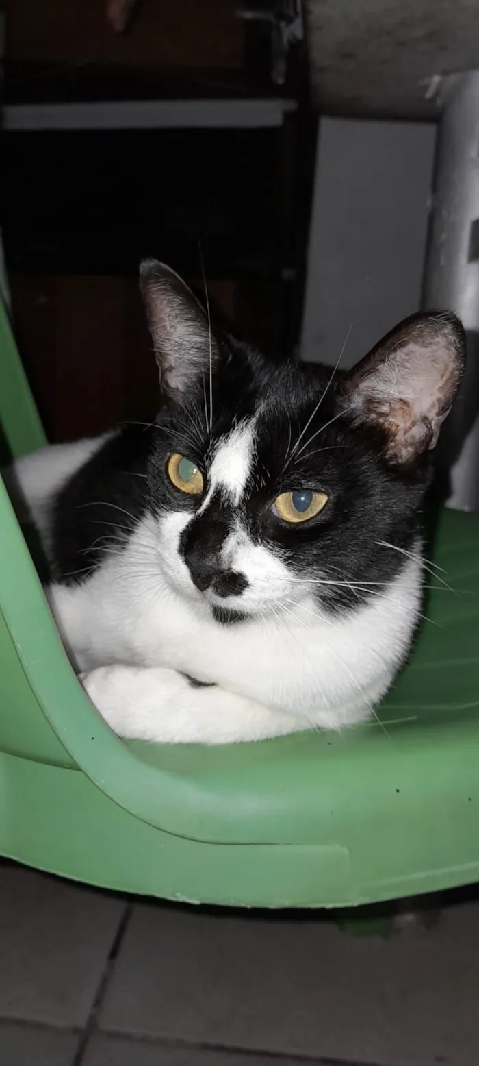 Gato raça SRD-ViraLata idade 7 a 11 meses nome Pretinha