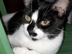 Gato raça SRD-ViraLata idade 7 a 11 meses nome Pretinha