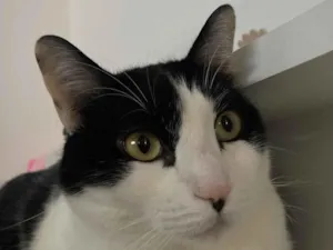 Gato raça SRD-ViraLata idade 2 anos nome Otto