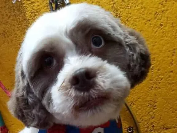 Cachorro raça Shitzu idade 6 ou mais anos nome Nick