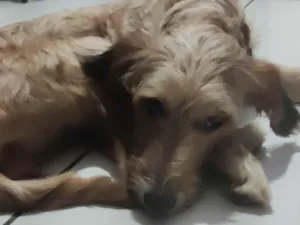 Cachorro raça SRD-ViraLata idade 1 ano nome mel