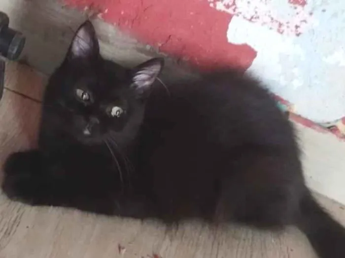 Gato raça SRD-ViraLata idade 7 a 11 meses nome morgana