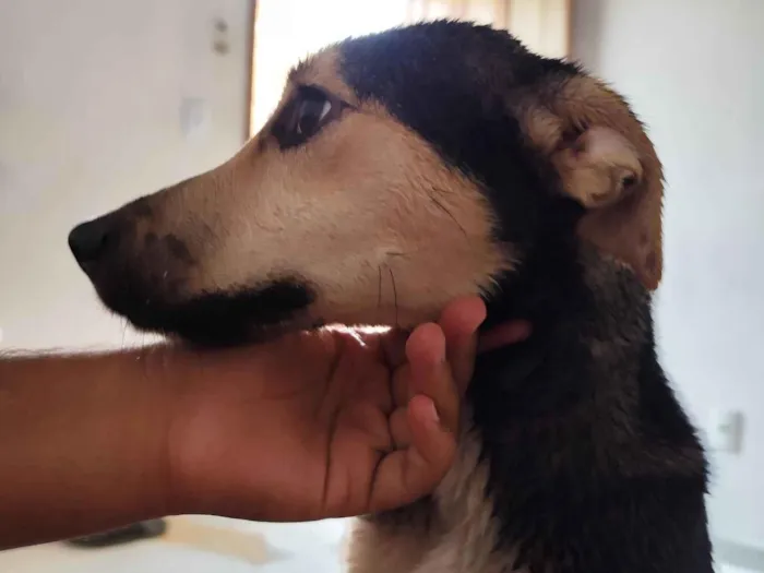 Cachorro raça SRD-ViraLata idade 1 ano nome Stacy