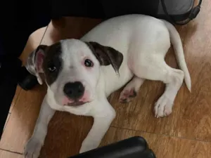 Cachorro raça SRD-ViraLata idade 2 a 6 meses nome Luke