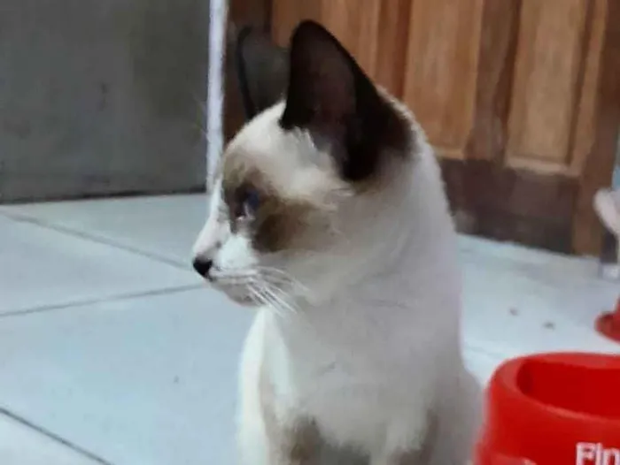 Gato raça Siamês idade 2 a 6 meses nome Malu