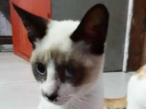 Gato raça Siamês idade 2 a 6 meses nome Malu