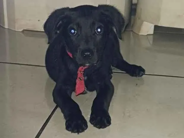 Cachorro raça SRD-ViraLata idade 2 a 6 meses nome max