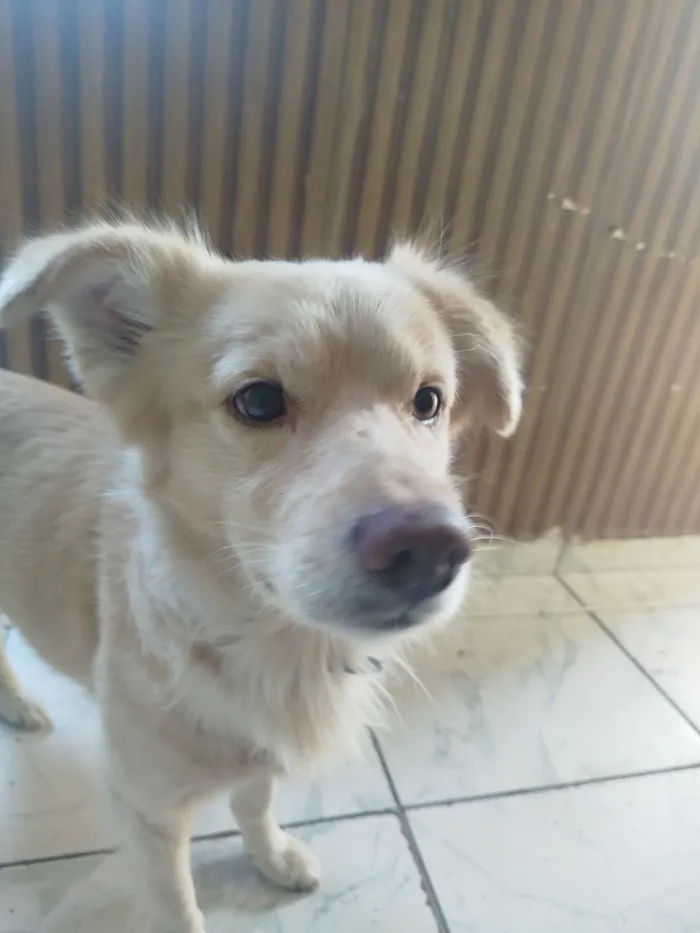 Cachorro raça SRD-ViraLata idade 4 anos nome golden