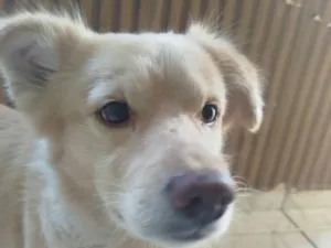 Cachorro raça SRD-ViraLata idade 4 anos nome golden