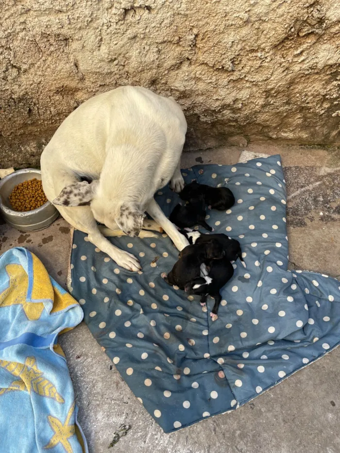 Cachorro raça SRD-ViraLata idade Abaixo de 2 meses nome Mel mãe dos filhotes 