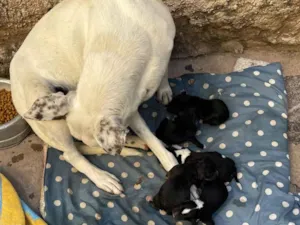 Cachorro raça SRD-ViraLata idade Abaixo de 2 meses nome Mel mãe dos filhotes 