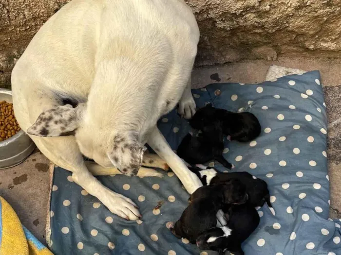 Cachorro raça SRD-ViraLata idade Abaixo de 2 meses nome Mel mãe dos filhotes 