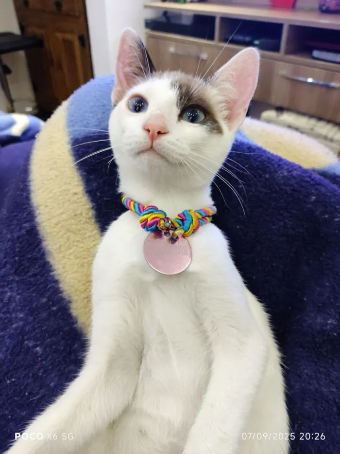 Gato raça SRD-ViraLata idade 7 a 11 meses nome Casquinha 