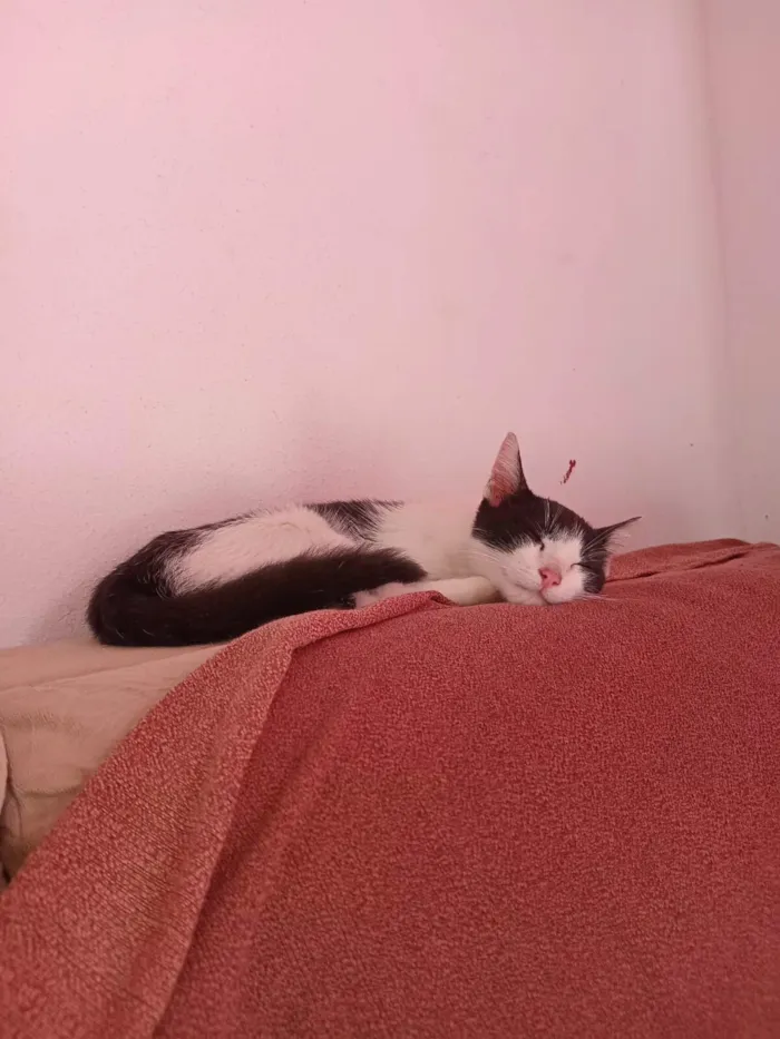 Gato raça SRD-ViraLata idade 7 a 11 meses nome Batman