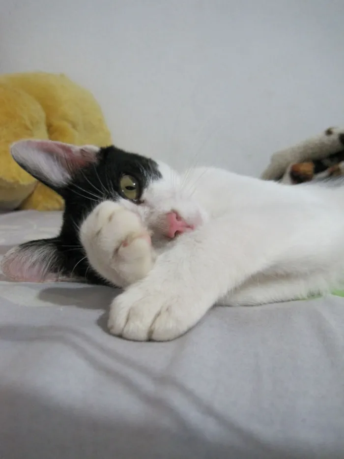 Gato raça SRD-ViraLata idade 7 a 11 meses nome Batman