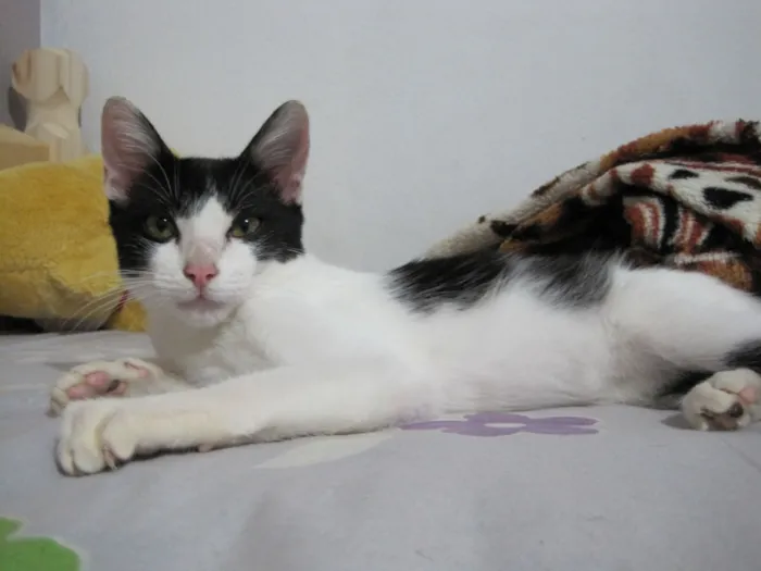 Gato raça SRD-ViraLata idade 7 a 11 meses nome Batman