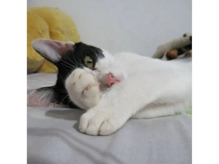 Gato raça SRD-ViraLata idade 7 a 11 meses nome Batman