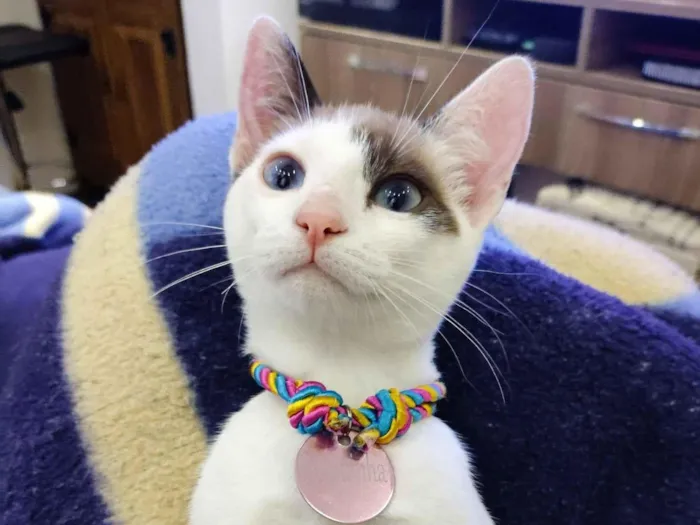 Gato raça SRD-ViraLata idade 7 a 11 meses nome Casquinha 