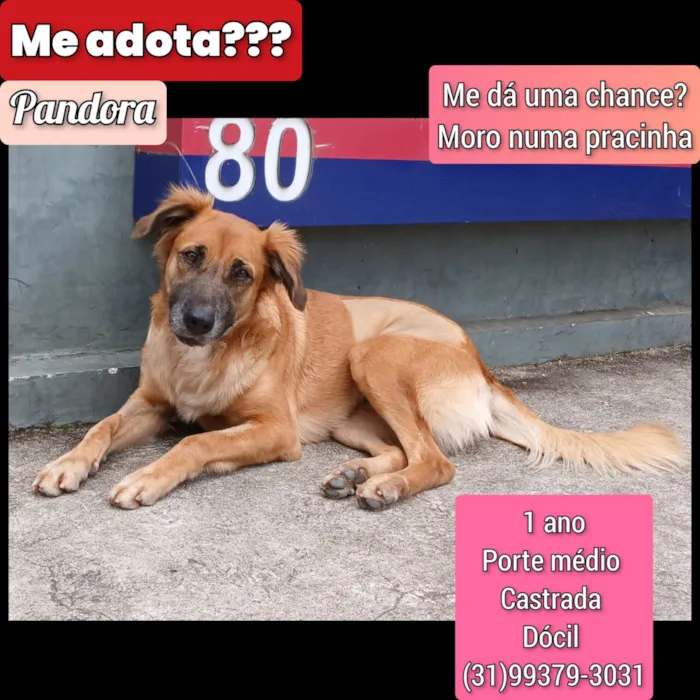 Cachorro raça SRD-ViraLata idade 1 ano nome Pandora