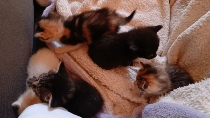 Gato raça SRD-ViraLata idade Abaixo de 2 meses nome Andressa S Araujo