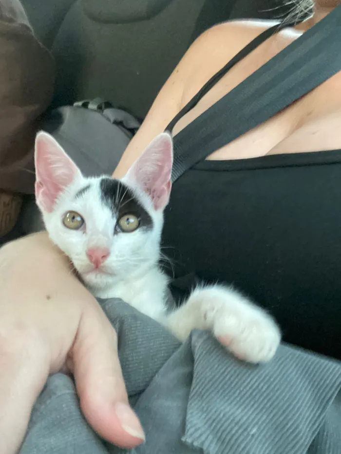 Gato raça SRD-ViraLata idade 2 a 6 meses nome Beltran 