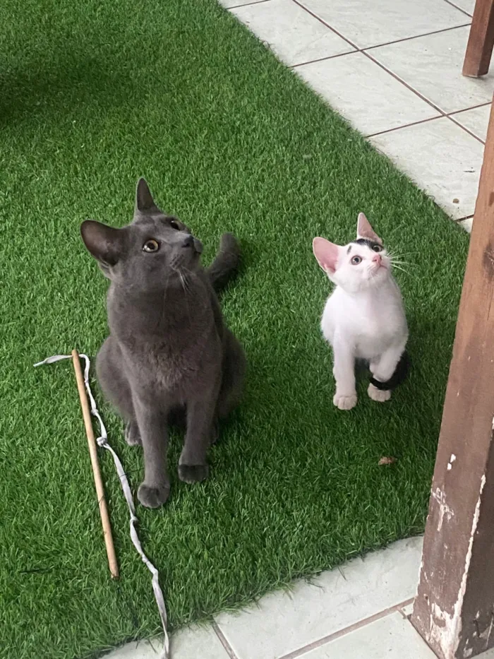 Gato raça SRD-ViraLata idade 2 a 6 meses nome Beltran 