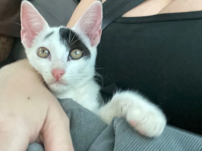 Gato raça SRD-ViraLata idade 2 a 6 meses nome Beltran 