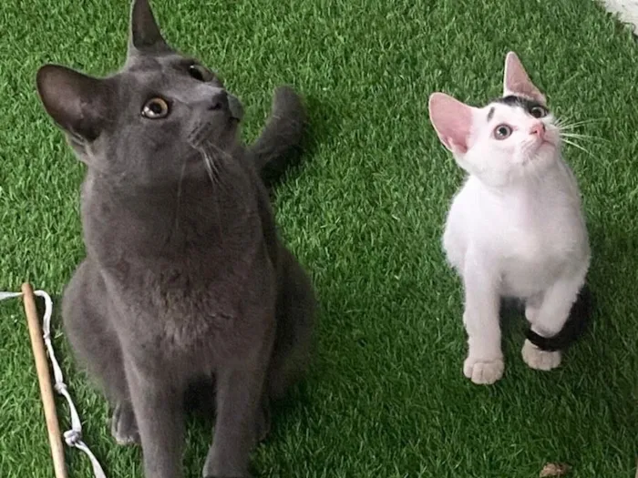 Gato raça SRD-ViraLata idade 2 a 6 meses nome Beltran 