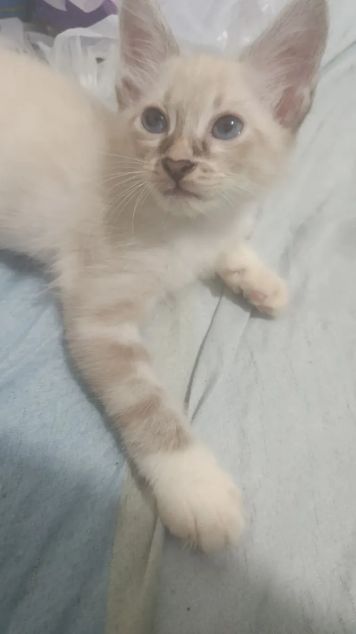 Gato raça Exótico idade 2 a 6 meses nome Killua