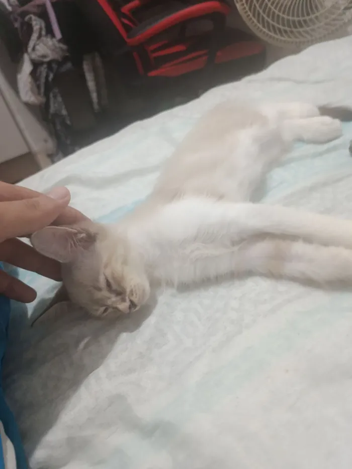 Gato raça Exótico idade 2 a 6 meses nome Killua