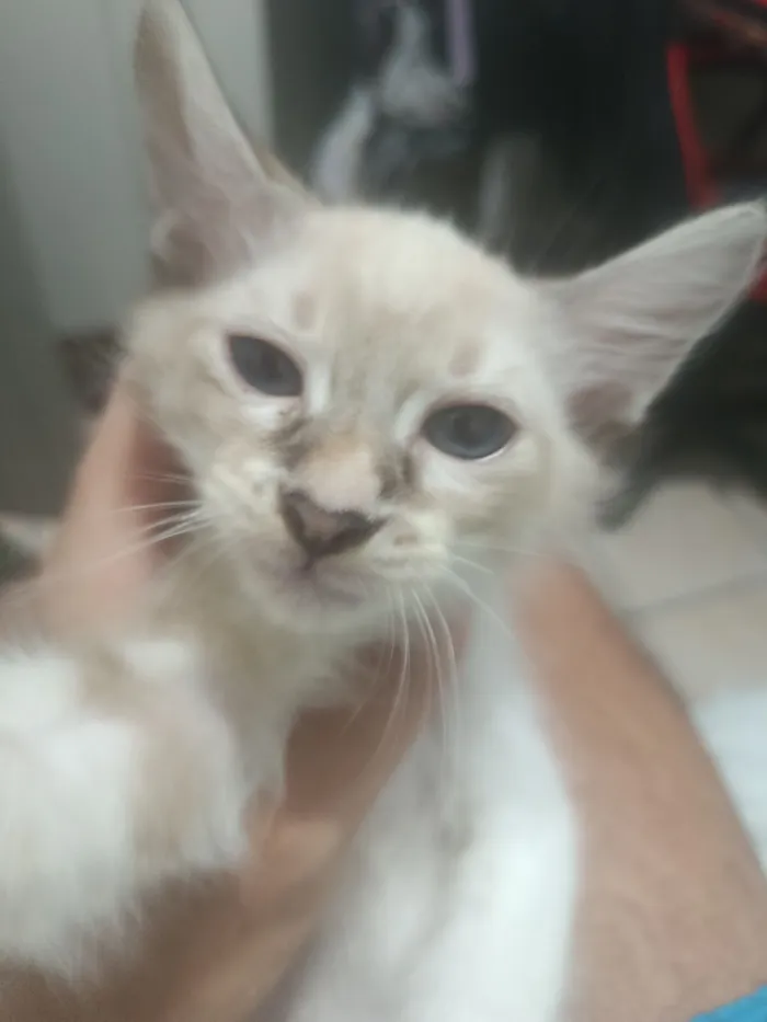 Gato raça Exótico idade 2 a 6 meses nome Killua