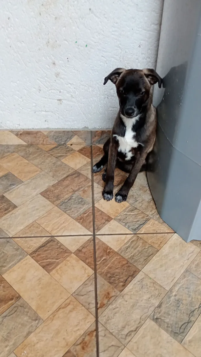 Cachorro raça SRD-ViraLata idade 7 a 11 meses nome Charlotte 