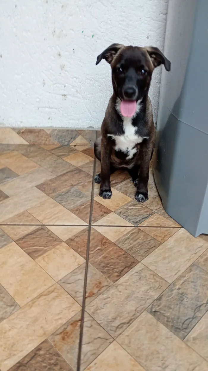 Cachorro raça SRD-ViraLata idade 7 a 11 meses nome Charlotte 