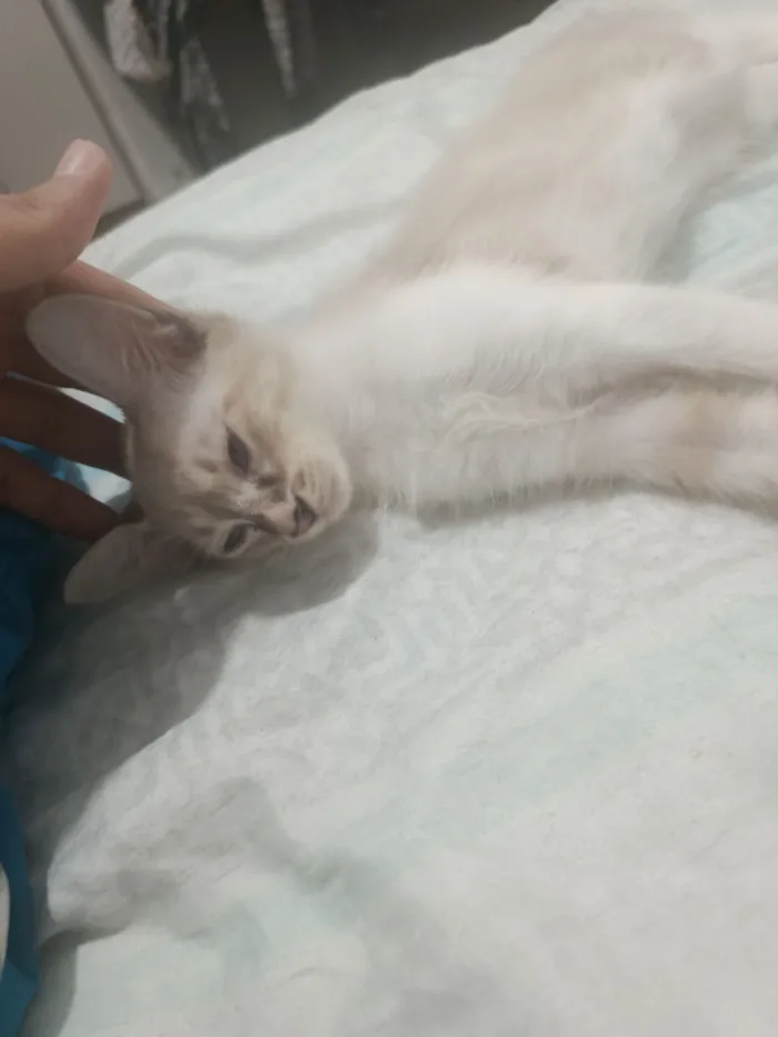 Gato raça Siamês idade 2 a 6 meses nome killua 