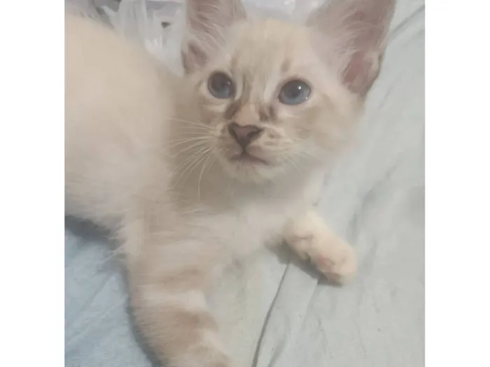 Gato raça Siamês idade 2 a 6 meses nome killua 