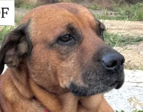 Cachorro raça Fila idade 1 ano nome Scott 