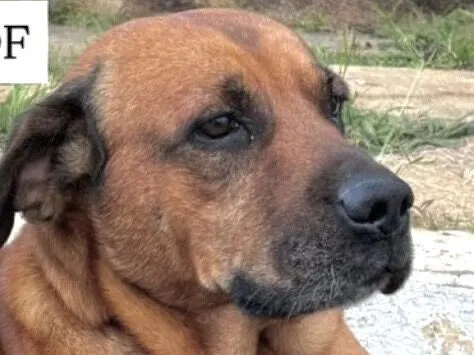 Cachorro raça Fila idade 1 ano nome Scott 