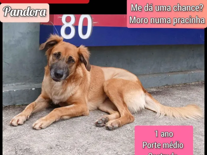 Cachorro raça SRD-ViraLata idade 1 ano nome Pandora