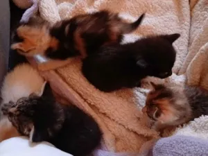 Gato raça SRD-ViraLata idade Abaixo de 2 meses nome Andressa S Araujo