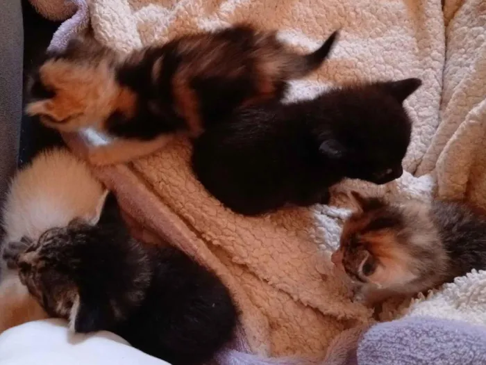 Gato raça SRD-ViraLata idade Abaixo de 2 meses nome Andressa S Araujo