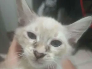 Gato raça Exótico idade 2 a 6 meses nome Killua