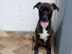 Cachorro raça SRD-ViraLata idade 7 a 11 meses nome Charlotte 