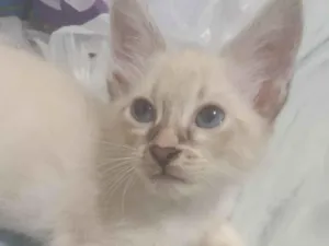 Gato raça Siamês idade 2 a 6 meses nome killua 