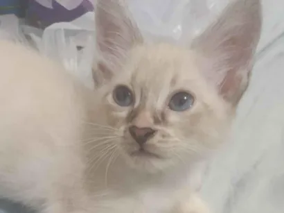 Gato raça Siamês idade 2 a 6 meses nome killua 