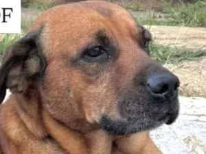 Cachorro raça Fila idade 1 ano nome Scott 